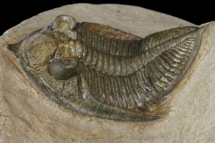 Detailed Zlichovaspis Trilobite - Issoumour, Morocco #171510